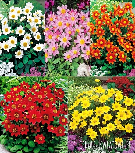 Zestaw Dalia Karłowa I wybór