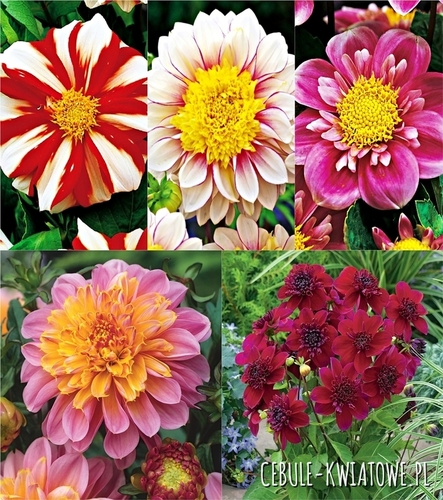 Zestaw Dalia Anemonowa I wybór
