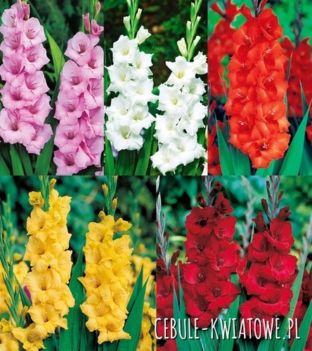 Zestaw Mieczyk Wielkokwiatowy Promocyjny 12/14