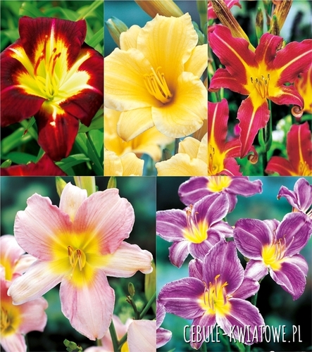 Zestaw Hemerocallis-Liliowiec 1 I wybór