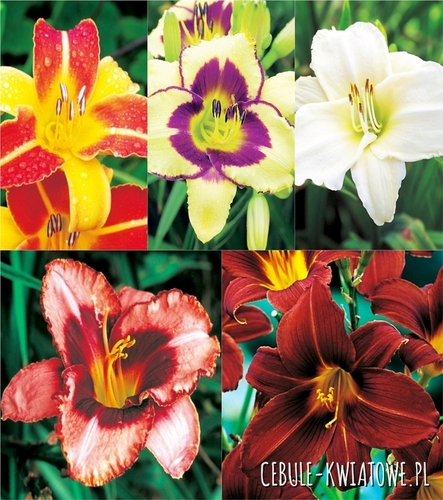 Zestaw Hemerocallis-Liliowiec 2 I wybór