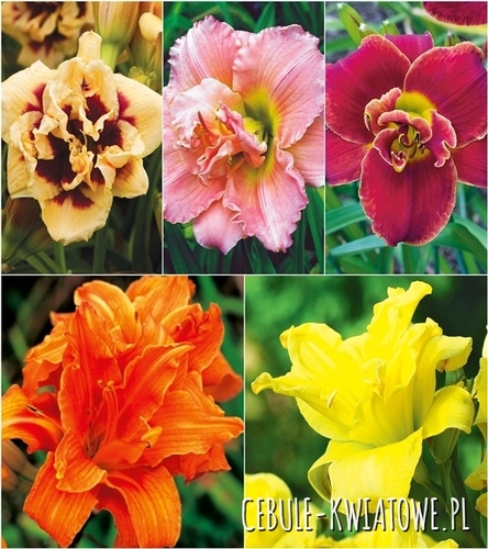 Zestaw Hemerocallis-Liliowiec Podwójny 3 I wybór