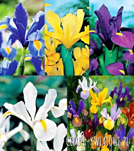 Zestaw Irys Holenderski 7/8