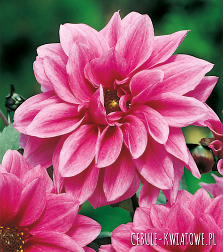 Dalia Ciemnolistna Fascination 1 szt.