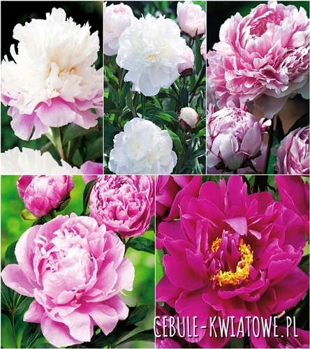Zestaw Piwonia 1 I wybór