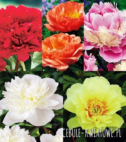 Zestaw Piwonia 2 I wybór