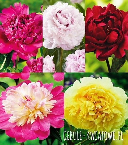 Zestaw Piwonia 3 I wybór