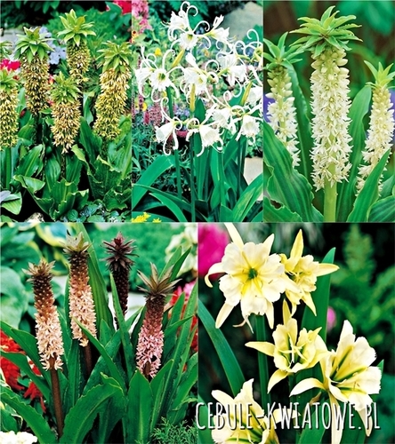 Zestaw Ismena Eucomis 16/+