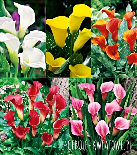 Zestaw Zantedeschia Calla 1 20/24