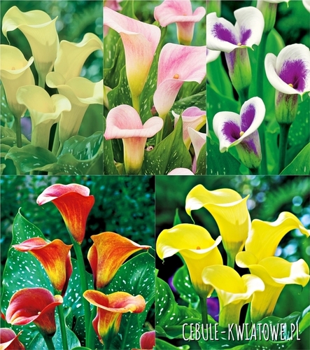 Zestaw Zantedeschia Calla 2 18/20