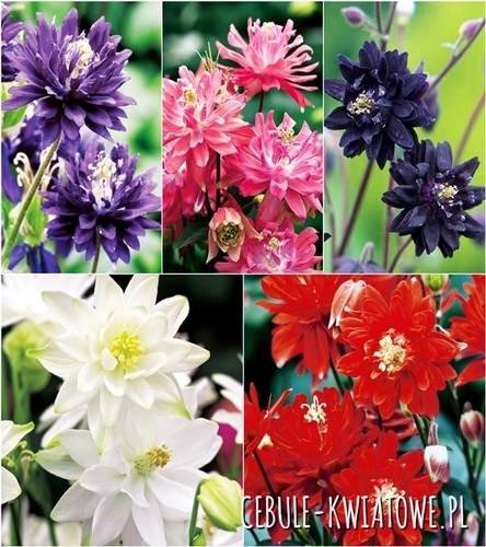 Zestaw Aquilegia Orlik Pełny I wybór