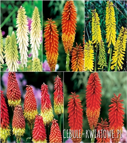 Zestaw Kniphofia Trytoma I wybór