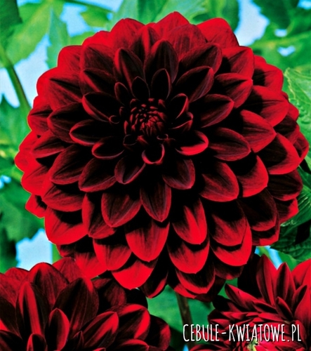 Dalia Dekoracyjna Arabian Night 1 szt.