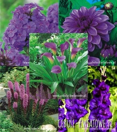 Kolekcja Wiosenna Fioletowa
