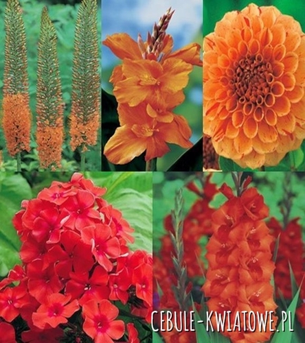 Kolekcja Wiosenna Orange
