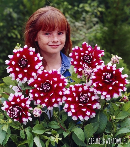 Dalia Talerzowa Duet 1 szt.