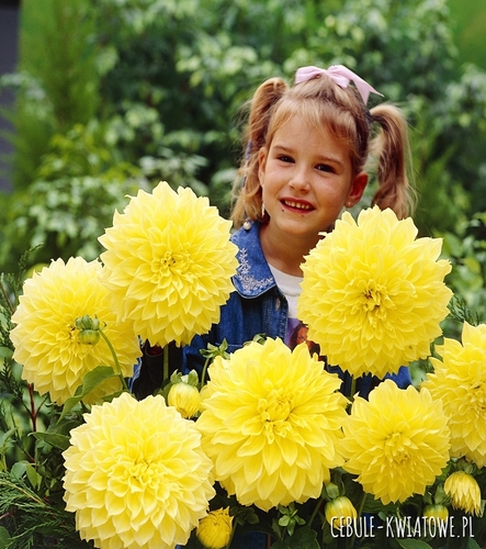 Dalia Talerzowa Kelvin Floodlight 1 szt.