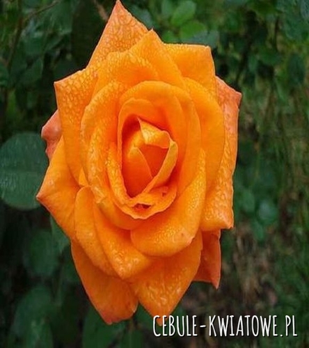 Róża Wielkokwiatowa Pomarańczowa 1 szt.