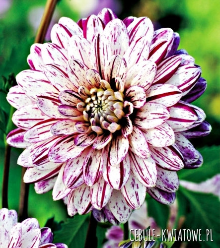 Dalia Dekoracyjna Smokey 1 szt.