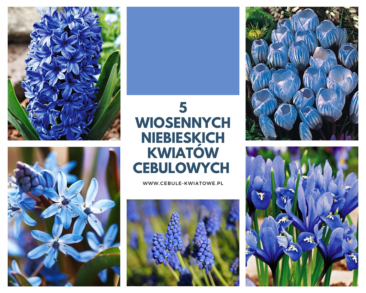 5-wiosennych-niebieskich-kwiatow-cebulowych