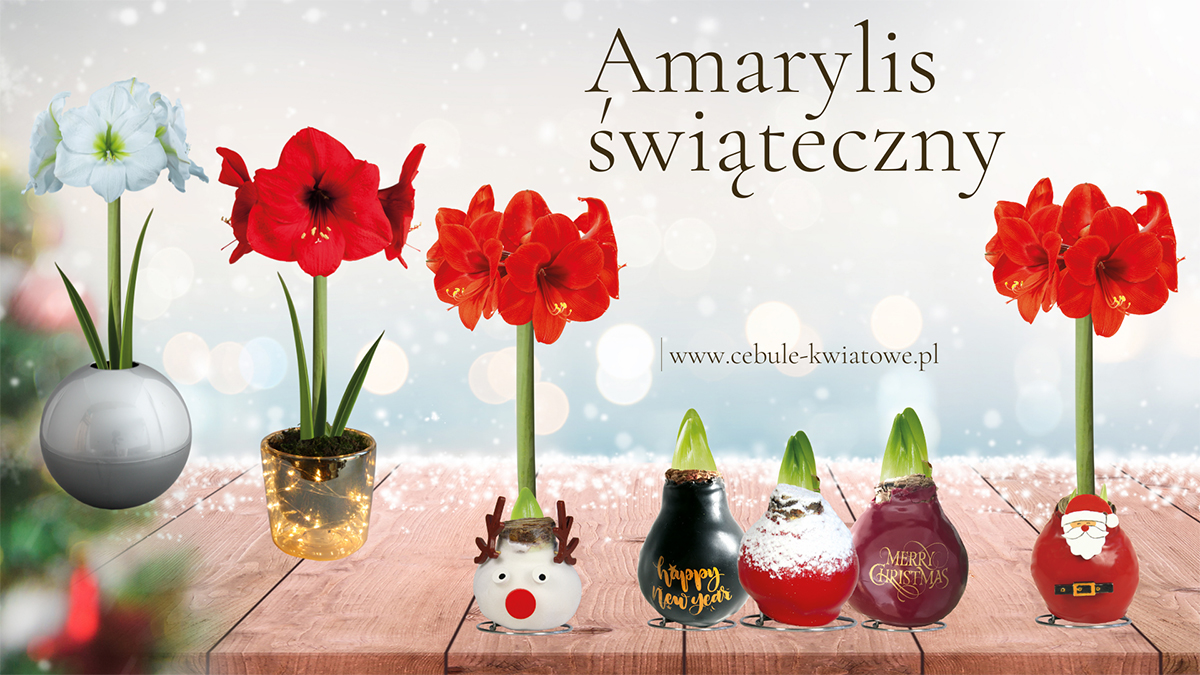 amarylis-swiateczny
