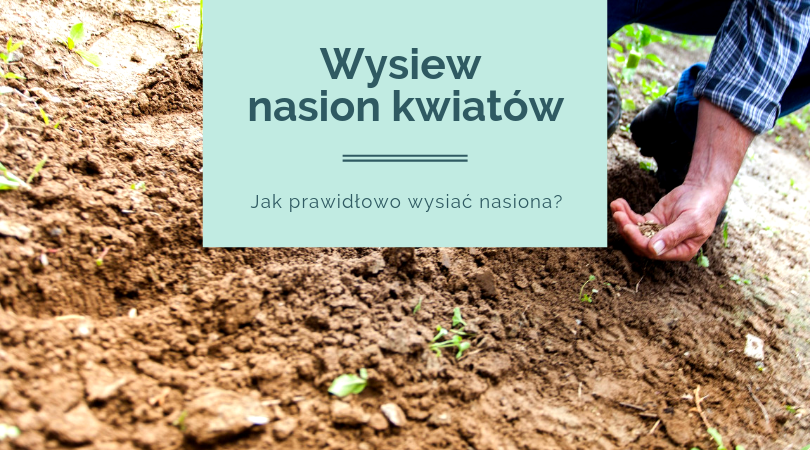 Wysiew-nasion-kwiatow