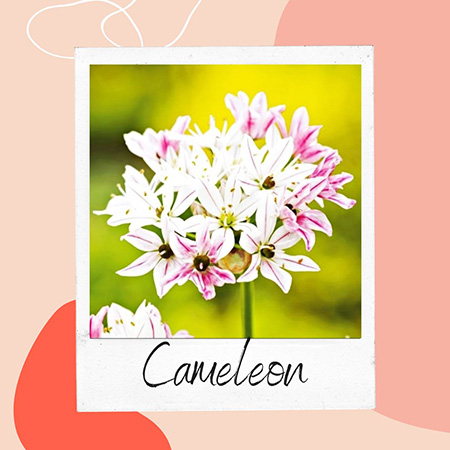 Allium czosnek Cameleon