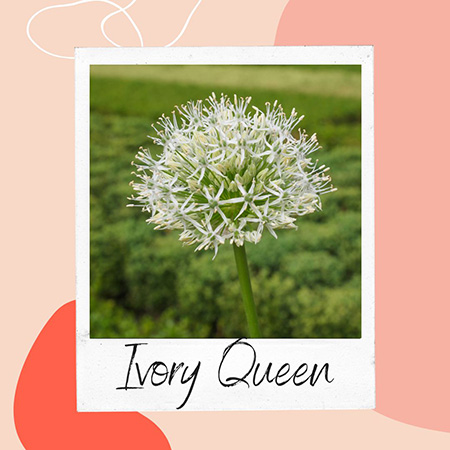 Allium czosnek Ivory Queen