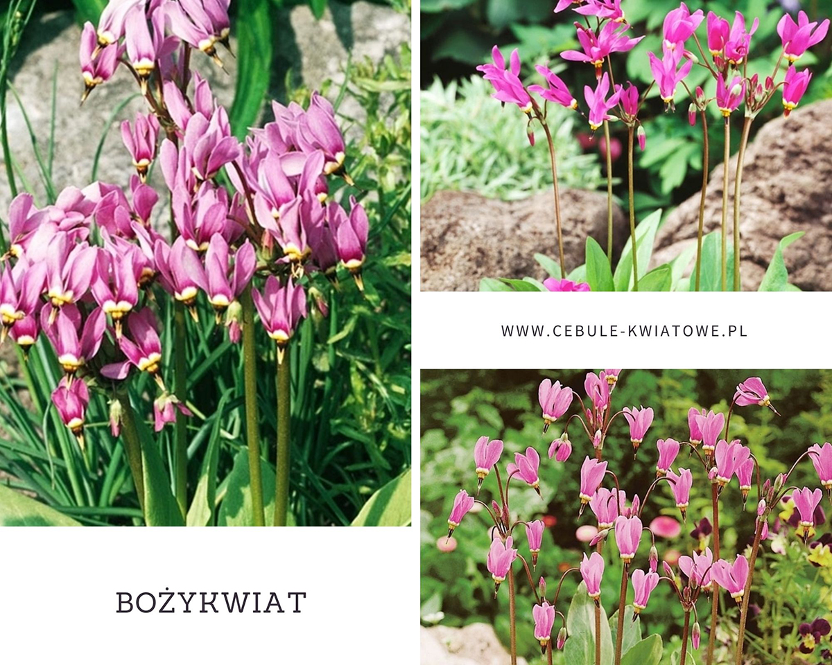 bozykwiat