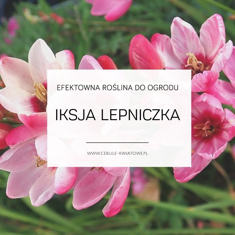 iksja-lepniczka-02