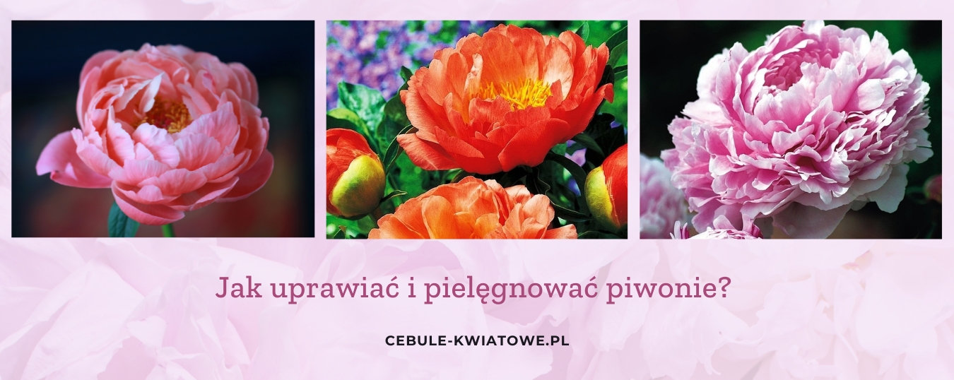 jak-uprawiac-pielegnowac-piwonie-peonie