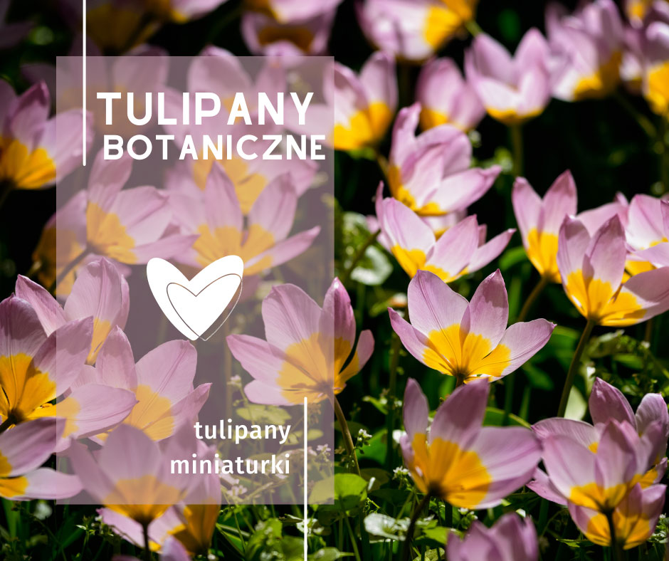 Jak wyglądają tulipany botaniczne?