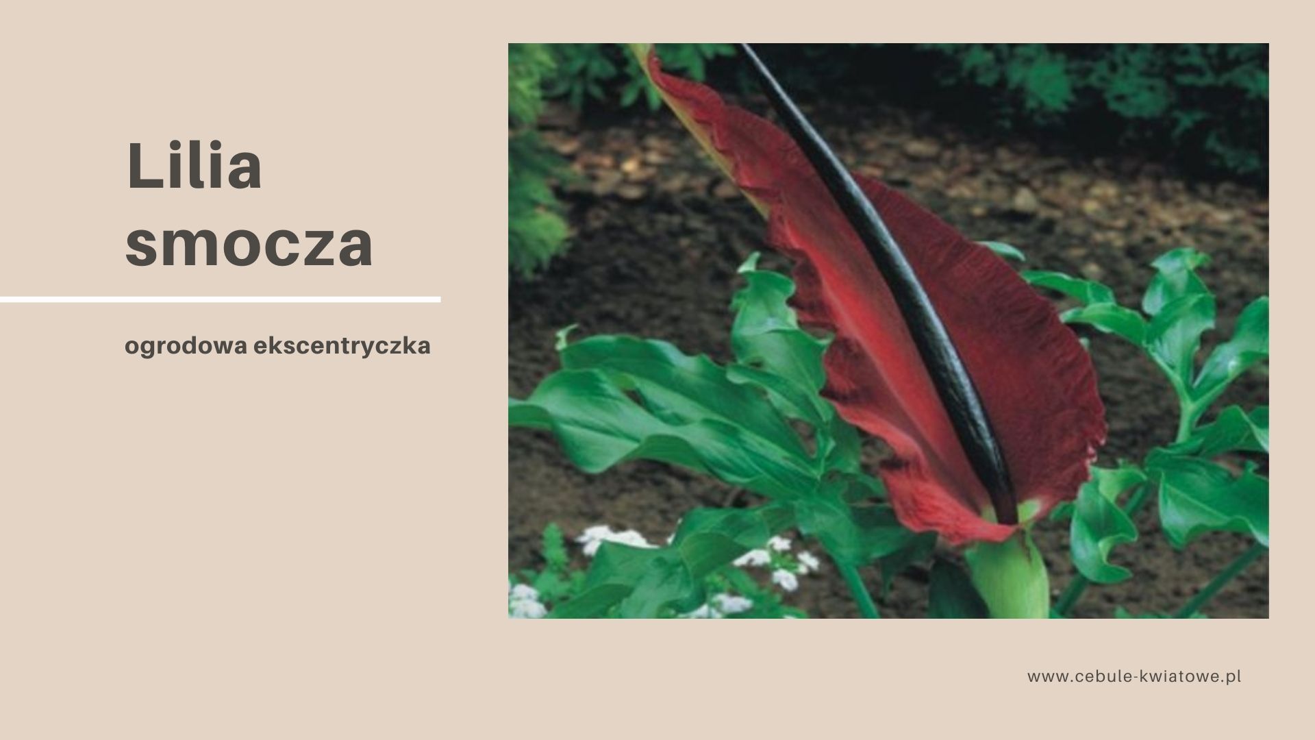 lilia-smocza