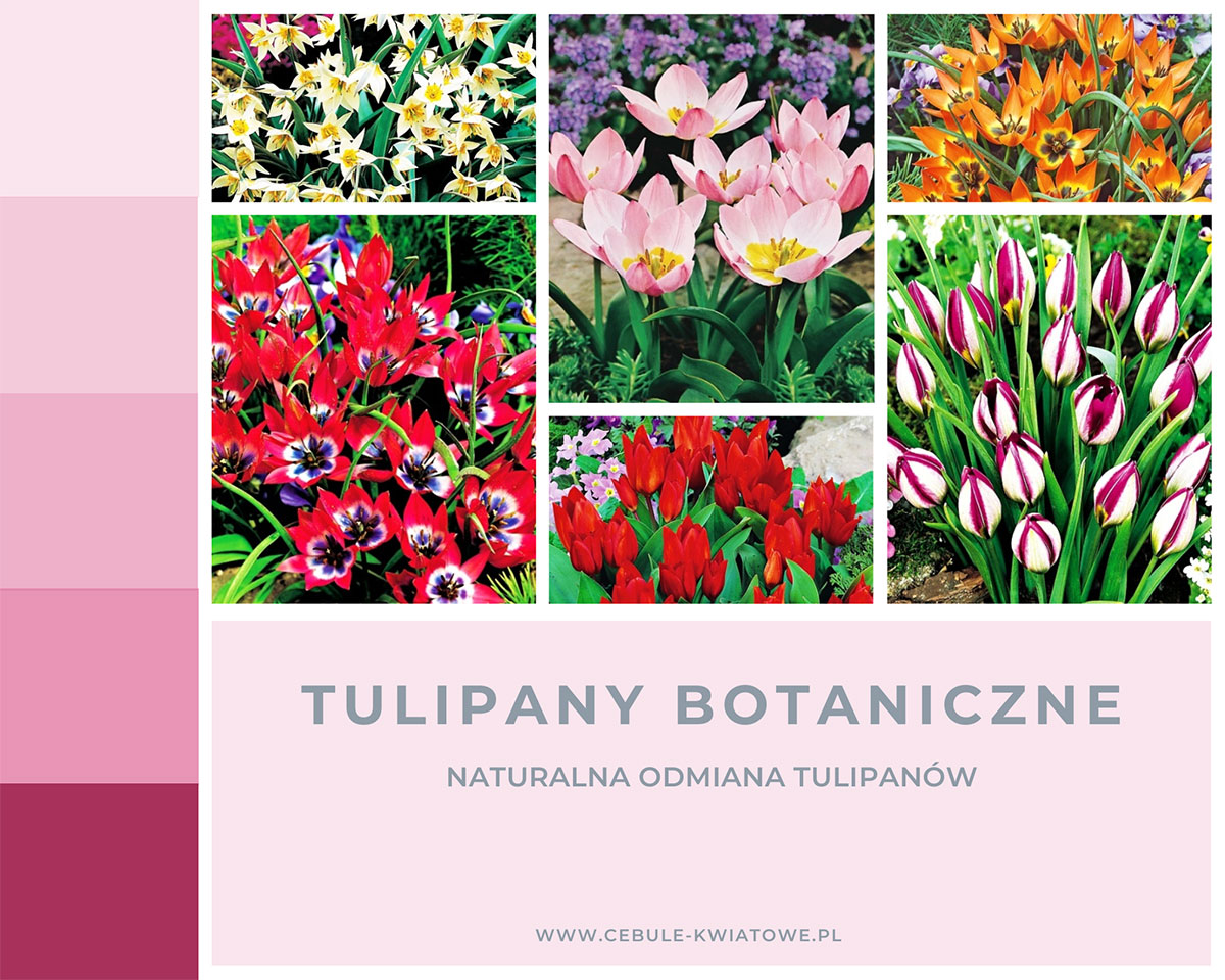 Popularne odmiany tulipanów botanicznych
