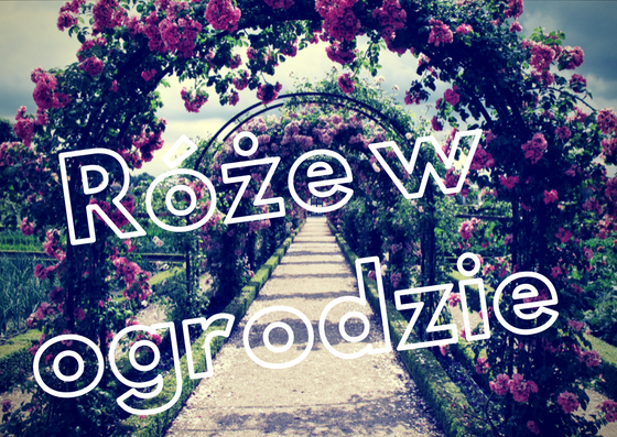 roze-w-ogrodzie