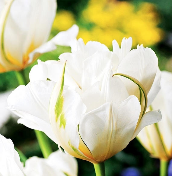 tulipan-exotic-emperor