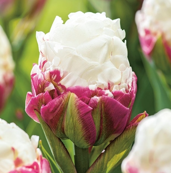 tulipan-lodowy-ice-cream
