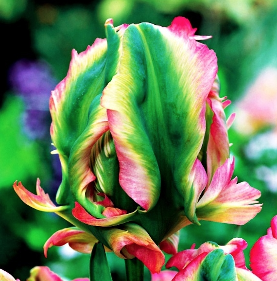 tulipan-papuzi-exotic-parrot