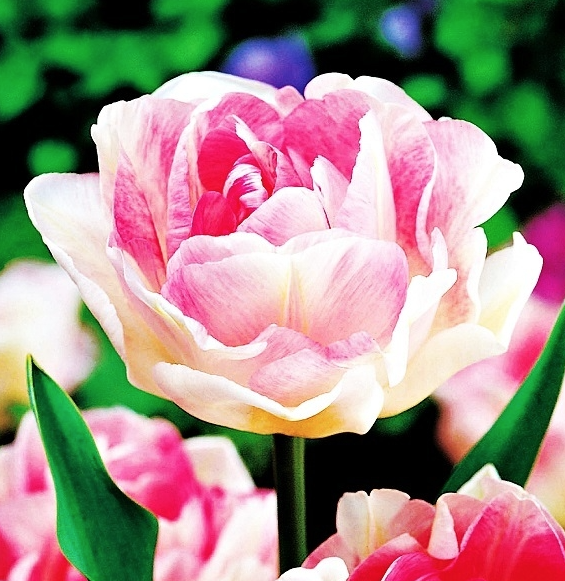 tulipan-pelny-Angelique
