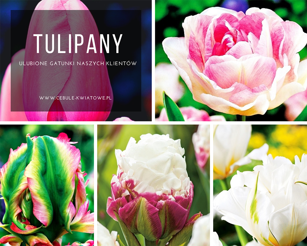 tulipany-ulubiency-naszych-klientow