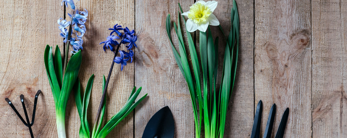 warstwowe-sadzenie-roslin-cebulowych