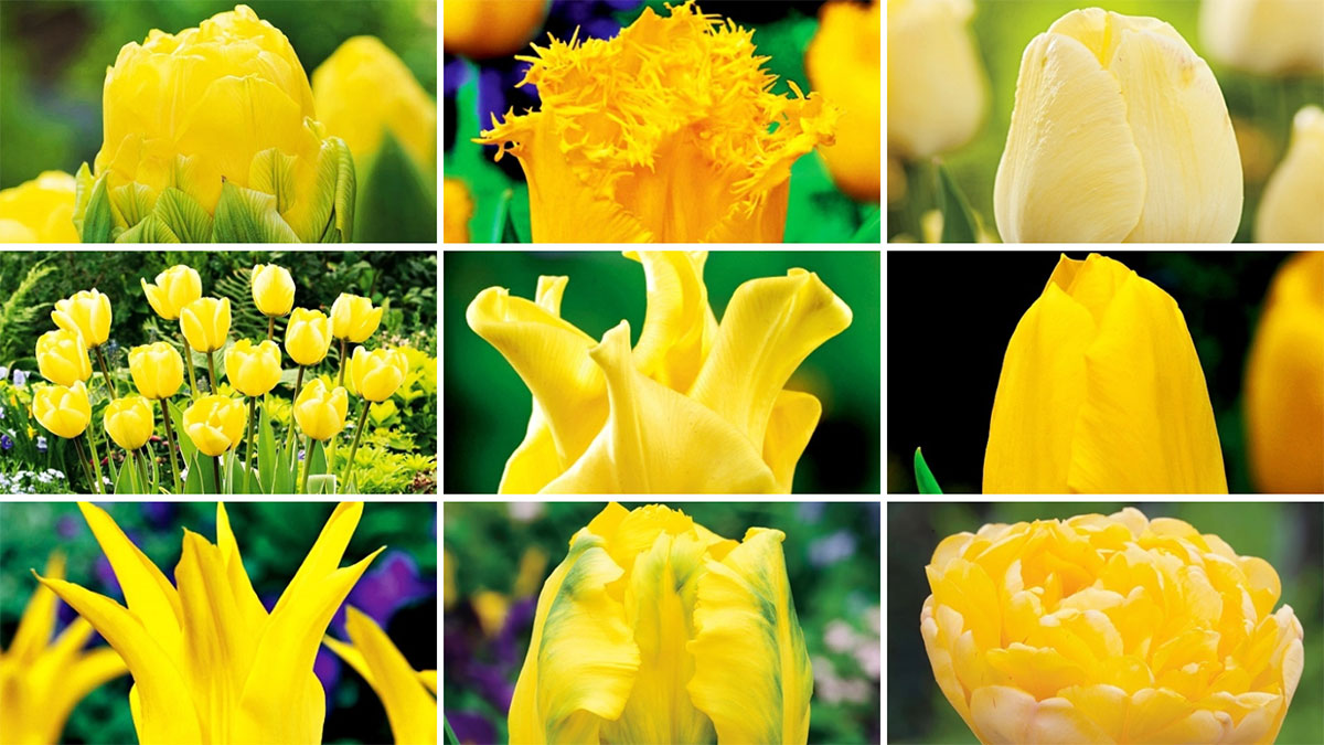 Żółte tulipany w ogrodzie