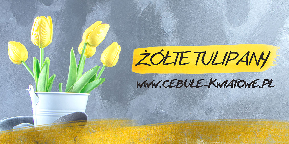 Żółte tulipany - najciekawsze odmiany tulipanów w żółtym kolorze