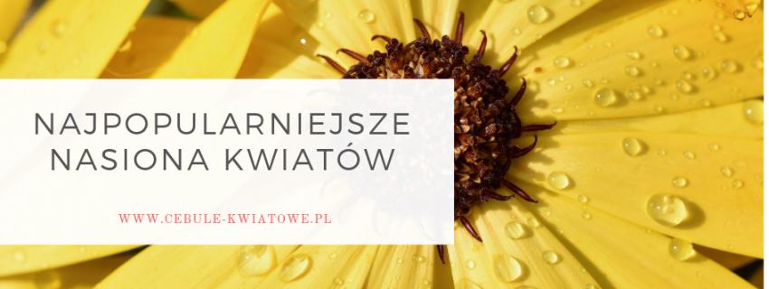 Najpopularniejsze nasiona kwiatów