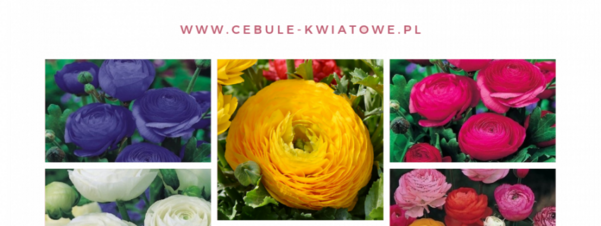 Jaskry Ranunculus - czyli niezwykłe żabki w ogrodzie