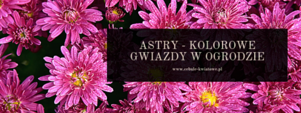 Astry - kolorowe gwiazdy w ogrodzie