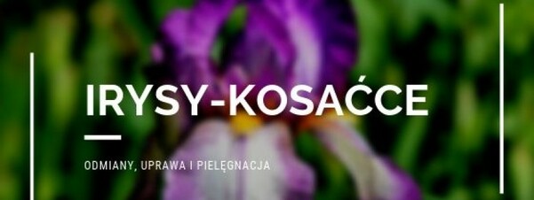 Irysy-kosaćce - odmiany, uprawa i pielęgnacja