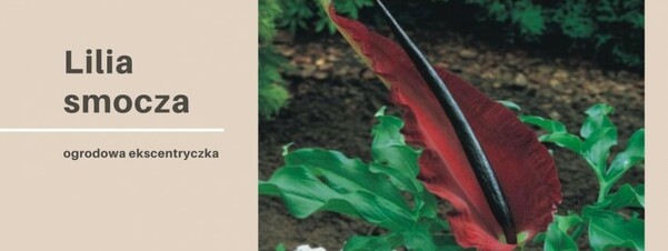 Lilia smocza - ogrodowa ekscentryczka