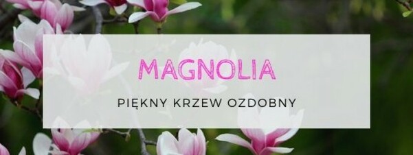 Magnolia - piękny krzew ozdobny