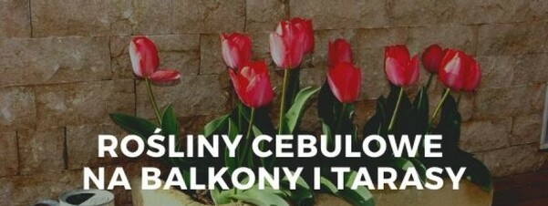 Rośliny cebulowe na balkony i tarasy – odmiany, sadzenie, uprawa, pielęgnacja